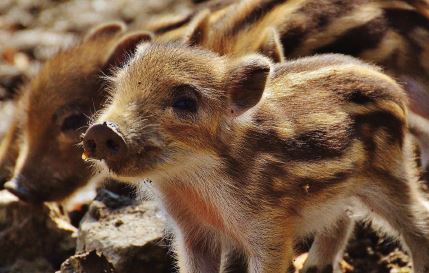 el control de la tuberculosis animal