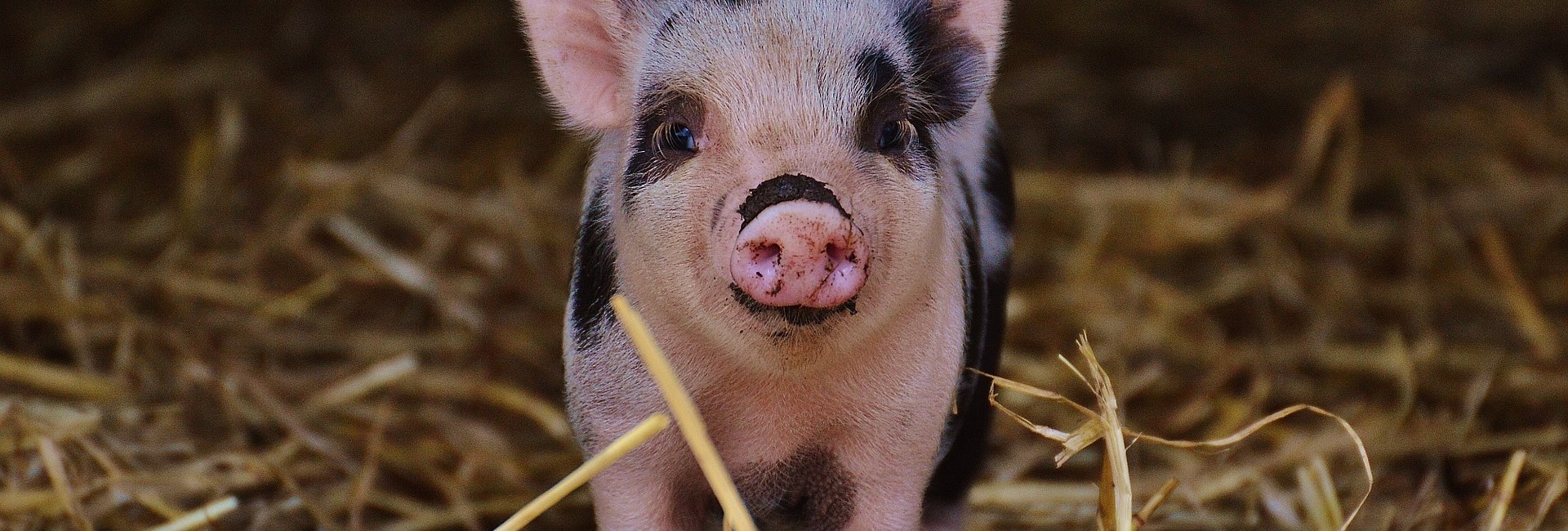 la salud animal